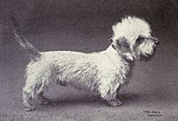 Archivo:Dandie Dinmont Terrier from 1915