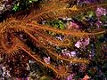 Davidaster rubiginosa (Golden Crinoid Feather Star)
