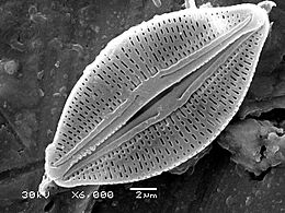 Diatom algae Amphora sp