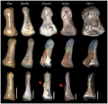 Distal-phalanges-comparison-Journal.pone.0011727.g002