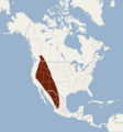 Distribution of Euderma maculatum
