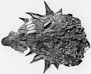 Archivo:Edmontonia rugosidens armour AMNH 5381