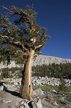Archivo:Foxtail Pine Sequoia