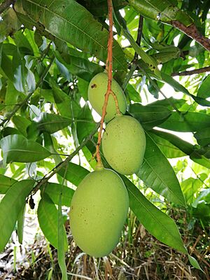 Archivo:Frutos de Mangifera