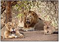 Gir lion-Gir forest,junagadh,gujarat,india.jpeg