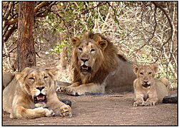 Gir lion-Gir forest,junagadh,gujarat,india