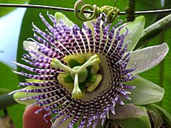 Granadilla (Passiflora ligularis) - Flickr - Alejandro Bayer (1)