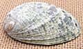 Haliotis virginea shell 2