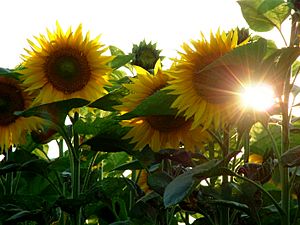 Archivo:Helianthus annuus sunflower