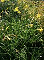 Hemerocallis lilioasphodelus 05