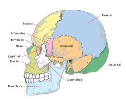 Human skull side simplified (bones)-es.svg