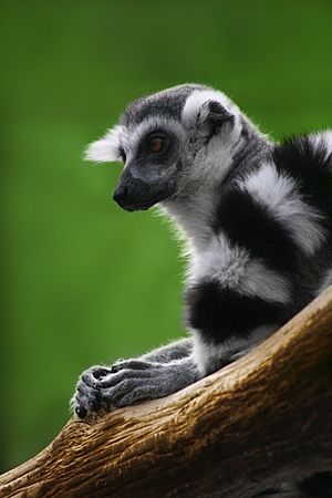 Archivo:Katta Lemur catta