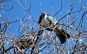 Archivo:Kereru pigeons. N.Z. 1977