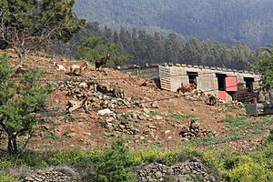 La Palma - Tijarafe (Mirador de La Murella) 10 ies.jpg