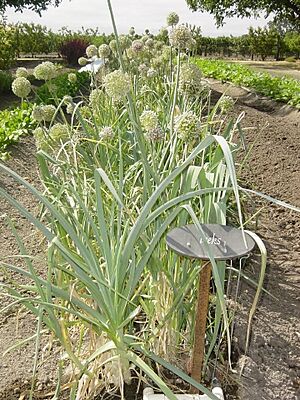 Archivo:Leeks