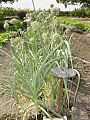 Leeks
