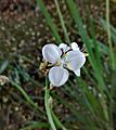 Libertiachilensis flor