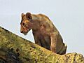 Lion female in tree, Serengeti