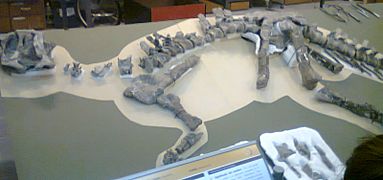 MEF Eoabelisaurus