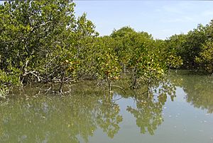 Archivo:Mangrove-Keti Bundar