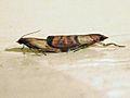 Mating plodia big