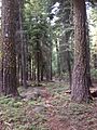 Mt Mcloughlin trail (Oregon, USA)