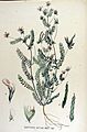 Ornithopus sativus — Flora Batava — Volume v15
