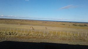 Archivo:Pastures in Chilean Patagonia