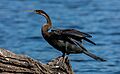 Pato aguja africano (Anhinga rufa), parque nacional de Chobe, Botsuana, 2018-07-28, DD 46