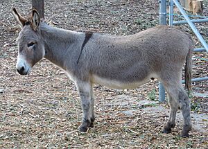 Archivo:Perry-miniature-donkey-in-Palo-Alto-CA-2016