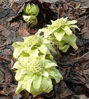 Archivo:Petasites japonicus01