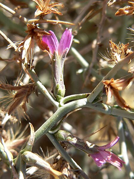 Pleiacanthus spinosus 5