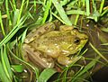 Podonectes minutus02