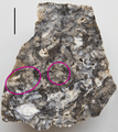 Rhynie chert with Horneophyton 1