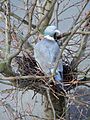 Ringeltaube Nest 002