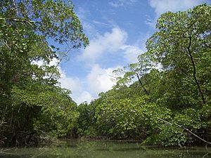 Archivo:River in the Amazon rainforest