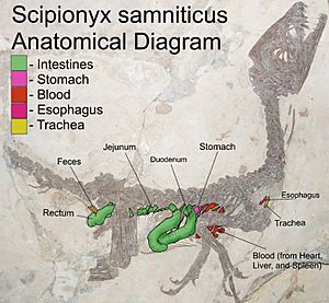 Archivo:Scipionyx speculative anatomy
