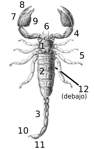 Archivo:Scorpion anatomy es