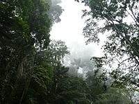 Archivo:Selva nublada