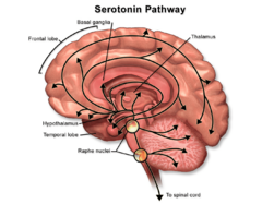 Archivo:Serotonin (Illustration)
