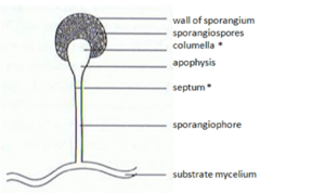 Archivo:Sporangium.