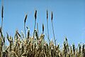 Standing wheat in Kansas