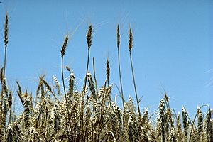Archivo:Standing wheat in Kansas