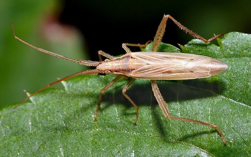Stenodema laevigatum (aka)
