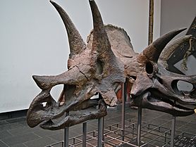Archivo:Triceratops Senckenberg DS