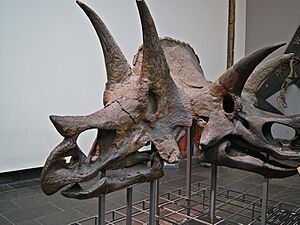 Archivo:Triceratops Senckenberg DS