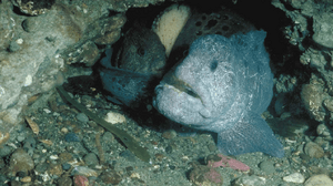 Archivo:Wolf eel