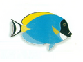XRF-Acanthurus leucosternon