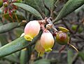 Xylococcusbicolor