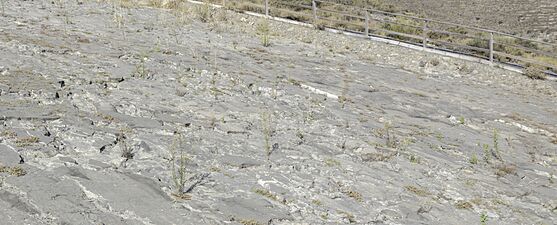 Yacimiento El Peladillo, Igea, La Rioja, España, 2021-08-31, DD 20